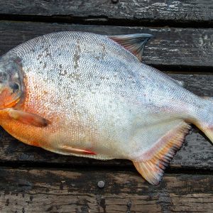 Albino Red Pacu (Piaractus brachypomus)