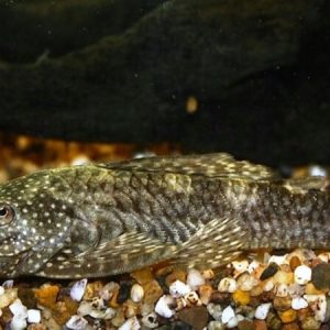 Ancistrus Bushynose Lda72 (Ancistrus triradiatus LDA72)