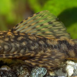 Ancistrus
