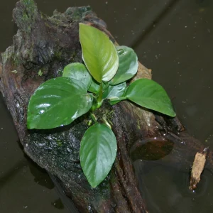 PLANTS ON DRIFTWOOD