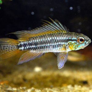 Apistogramma (Apistogramma agasizzi gold/red)