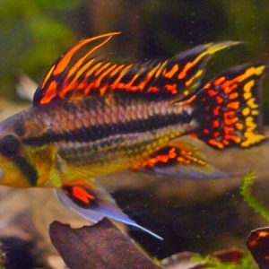 Apistogramma Cacuatoides (Peru) – Apistogranna cacuatoides