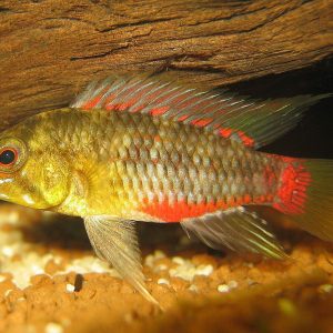 Apistogramma Hongsloi (Apistogramma hongsloi)
