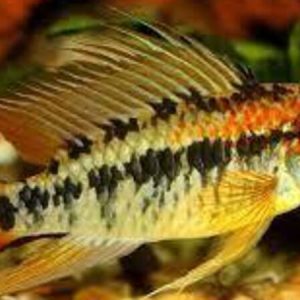 Apistogramma Macmasteri (Apistogramma macmasteri)