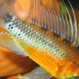 Apistogramma Sunset (Peru) – Apistogramma norberti sunset