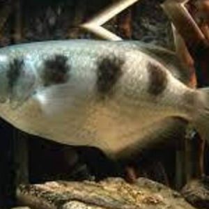 Archer Fish (Toxotes jaculator)
