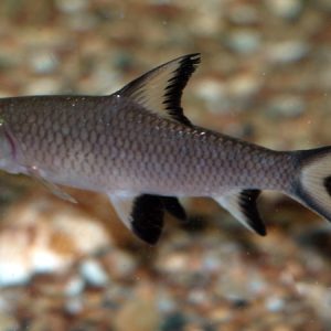Bala Silver Shark (Balantiocheilus melanopterus)