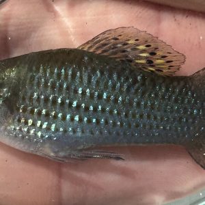 Balloon Molly (Poecilia sphenops)