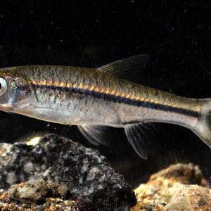 Bangka Rasbora (Rasbora bankanensis)
