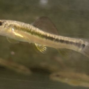 Beautiful Hillstream Loach (Traccatichthys pulcher)