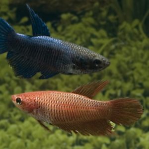 Betta Female (Betta splendens)