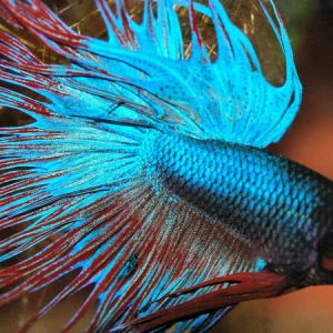 Betta Male Crowntail (Betta splendens)