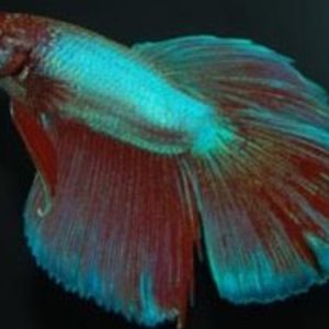 Betta Male Halfmoon (Betta splendens)