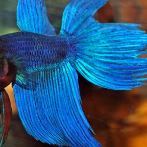Betta Male (Betta splendens)