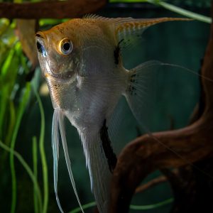 Bi-color Angel (Pterophyllum scalare)