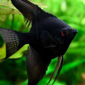 Black Angel