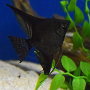 Black Angel