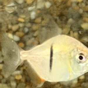 Black Barred Metynnis (Myleus schomburgki)