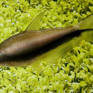 Black Emperor Tetra