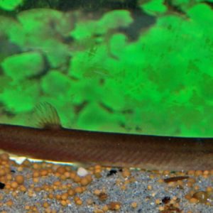 Black Kuhli Loach (Pangio kuhlii)