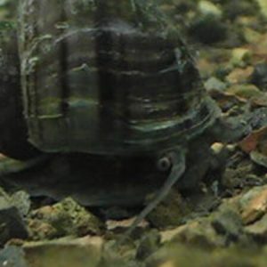 Black Mystery Snails (Pomacea bridgesii)