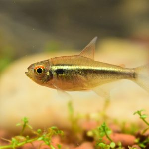 Black Neon (Hyphessobrycon herbertaxelrodi)