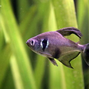 Black Phantom Tetra