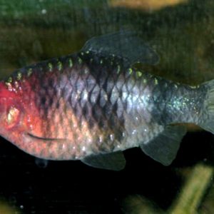 Black Ruby Barb