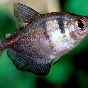 Black Tetra (Gymnocorymbus ternetzi)
