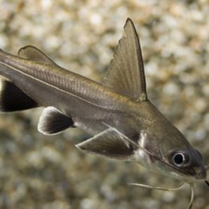 Blackfin Sharks (Arius jordani)