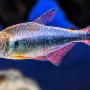 Bleeding Blue Tetra (Hyphessobrycon margitae)