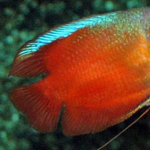 Blood Red Dwarf Gourami (Males) – Colisa lalia