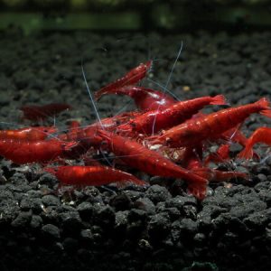 Bloody Mary Shrimp