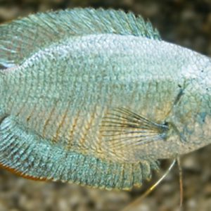 Blue Cobalt Dwarf Gourami (Males) – Colisa lalia
