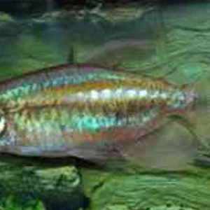 Blue Congo Tetra (Phenacogrammus interruptus)