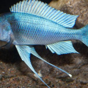 Blue Gold-Tip Cichlid (Opthalmotilapia ventralis)