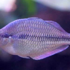Blue Kamaka Rainbow (Melanotaenia kamaka)