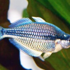 Blue Kamaka Rainbow (Melanotaenia kamaka)
