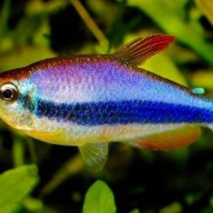 Blue Kerri Tetra (Inpaichthys kerri)