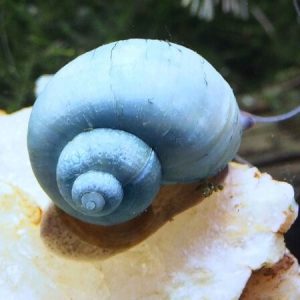 Blue Mystery Snails (Pomacea bridgesii)