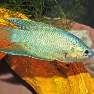 Blue Paradise (Macropodus opercularis)