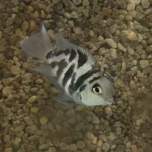 Blue Polar Parrot Cichlid (Amatitlania nigrofasciatum)