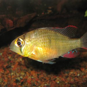 Bolivian Ram (Mikrogeophagus altispinosus)