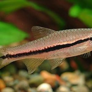 Brilliant Rasbora (Rasbora einthoveni)