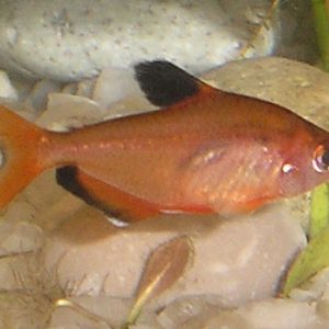 Brilliant Serpae Tetra (Hyphessobrycon serpae)