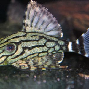 Broken Stripe Royal Pleco L191 (Panaque nigrolineatus L191)