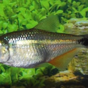 Buenos Aires Tetra (Hemmigrammus caudovittatus)