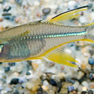 Celebes Rainbow (Telmatherina ladigasi)