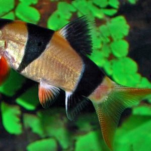 Clown Loach (Botia macracantha)