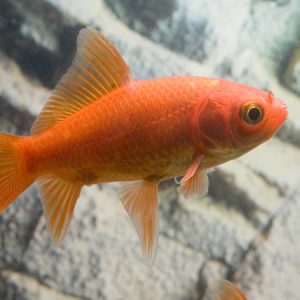 Comets goldfish (Carassius auratus)